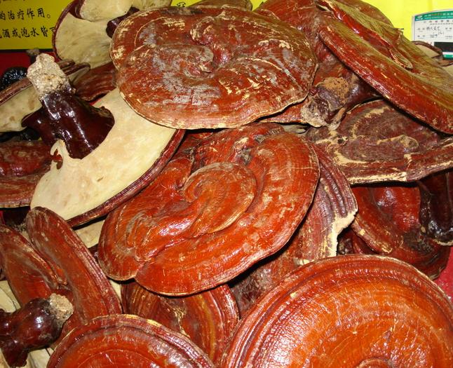 Ganoderma lucidum Complete perfect Ling zhi